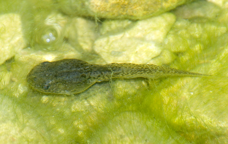 Anfibi in Gravina - Pelophylax sp. (prov. Taranto)